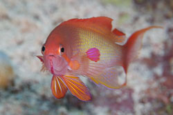 BD-100922-St-Johns-2046-Pseudanthias-squamipinnis-(Peters.-1855)-[Sea-goldie].jpg